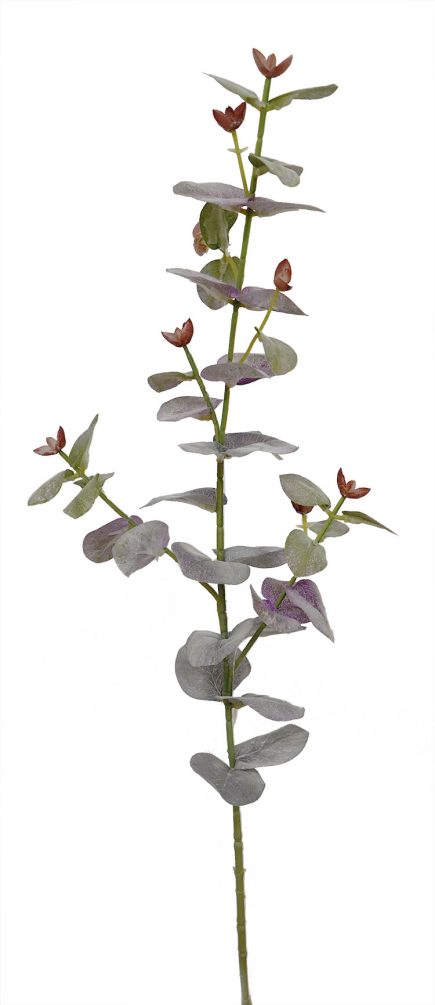 Eucalyptus Stem 70cm