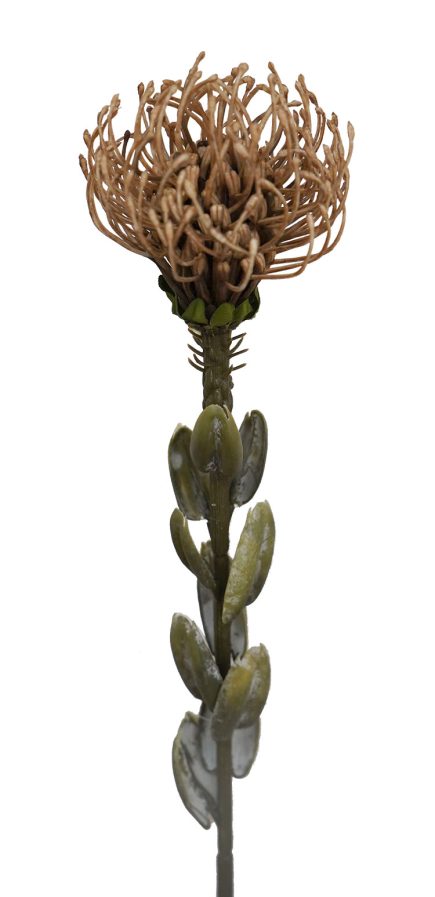 Pincushion Protea 47cm