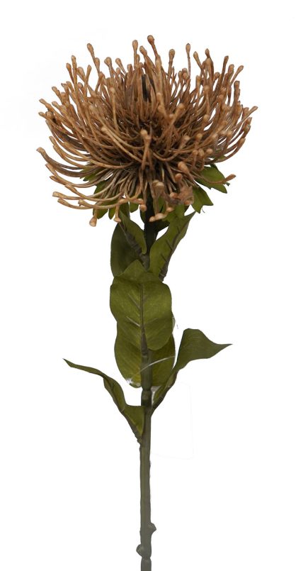 Pincushion Protea 52cm