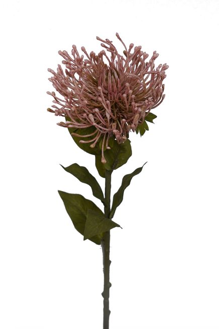 Pincushion Protea 52cm