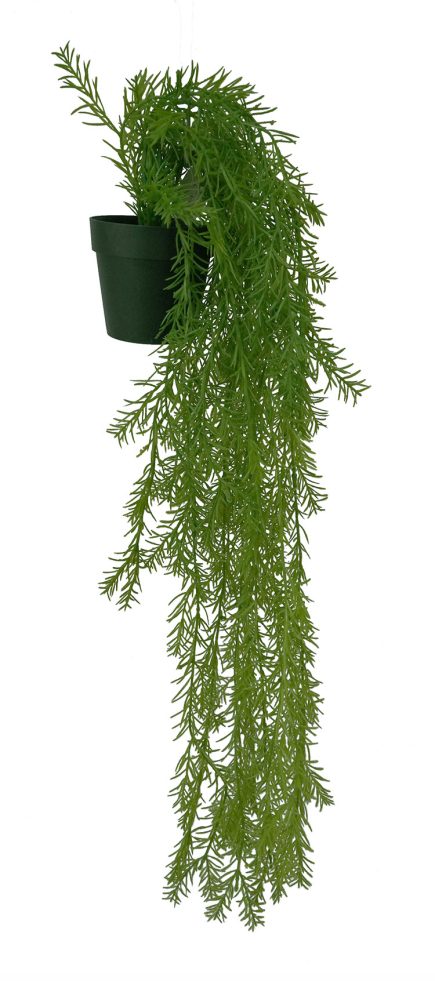 Potted Hanging Pine 65cm