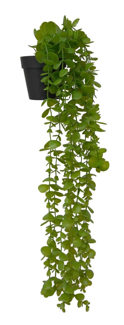 Potted Hanging Eucalyptus 50cm