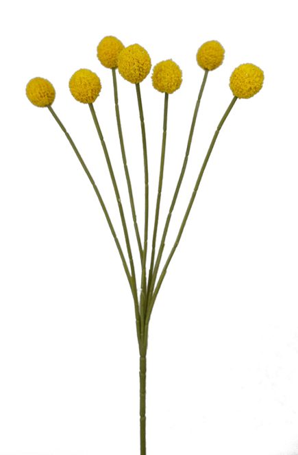 %Billy Buttom Spray 62cm