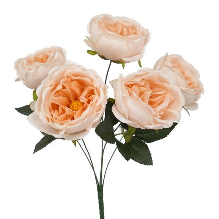 5H David Austin Bush 45cm