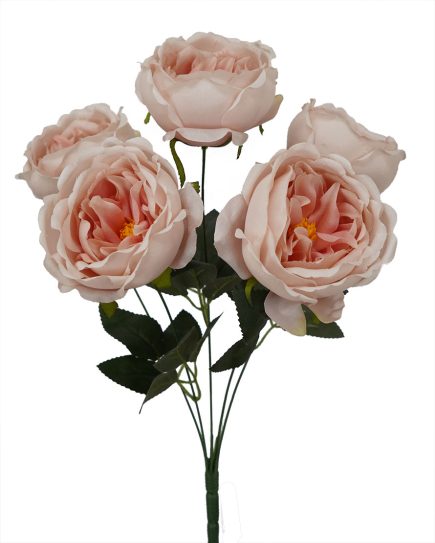 5H David Austin Bush 45cm