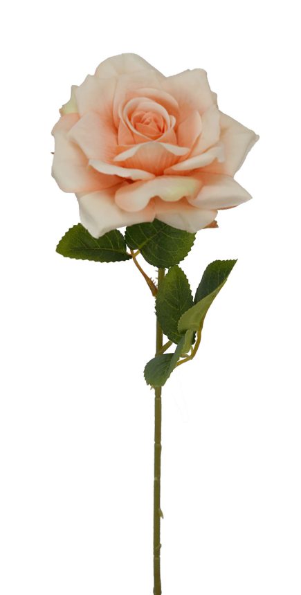 Single Stem Rose 50cm