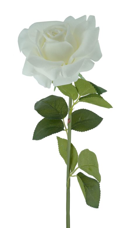 RT Holland Rose 74cm