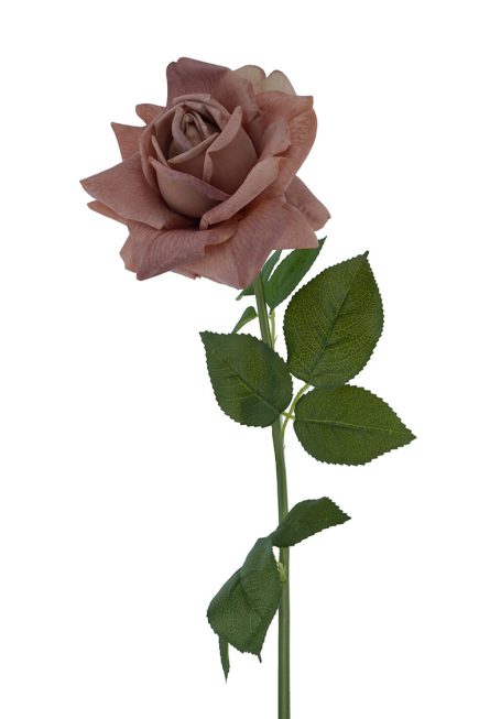 RT Holland Rose 74cm