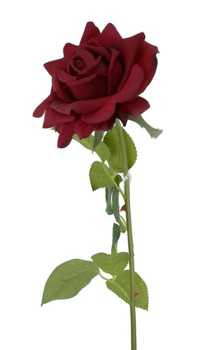 RT Holland Rose 74cm