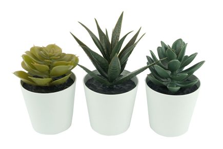 Assorted Potted Succulents