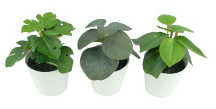 Assorted Potted Plants