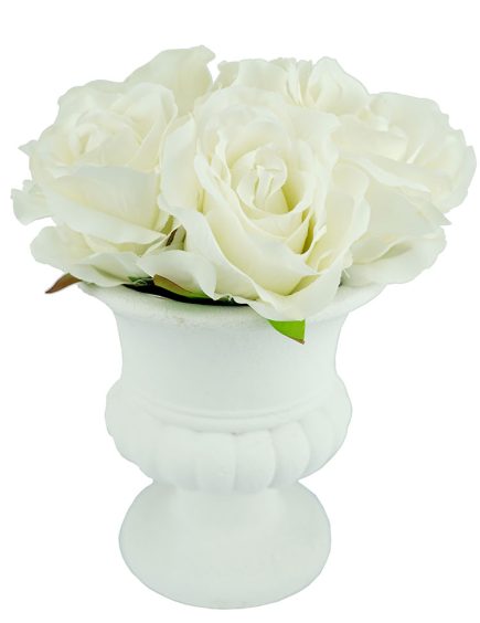 Potted Urn Rose 20cm