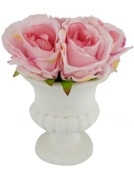 Potted Urn Rose 20cm