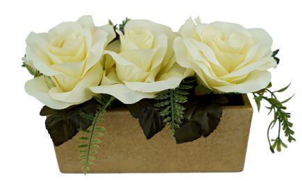 Potted Tray Roses 12cm