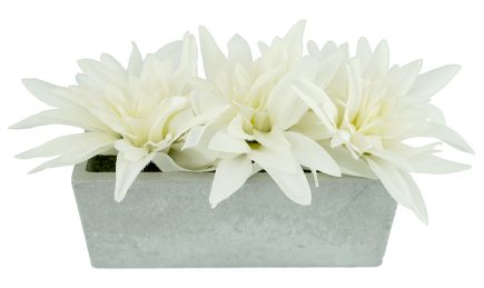 Potted Dhalia Tray 11cm