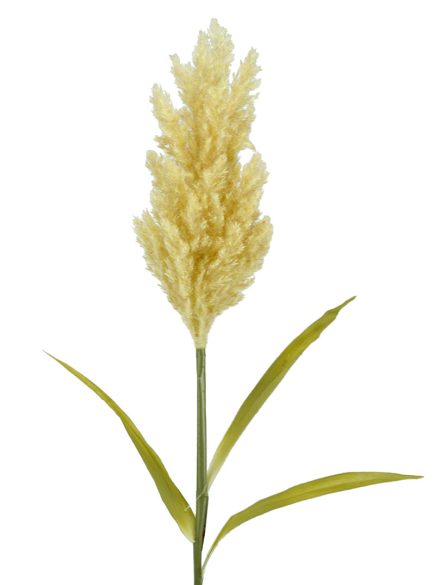Pampas Grass 92cm