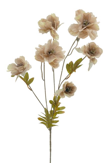 Dried Peony Spray 78cm