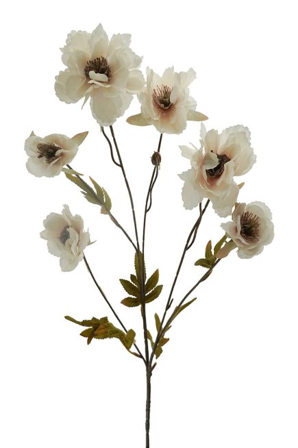 Dried Peony Spray 78cm