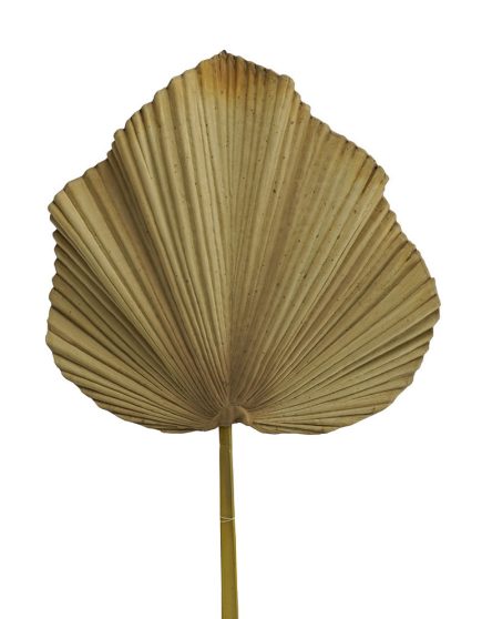 Dried Palm Stem 56cm