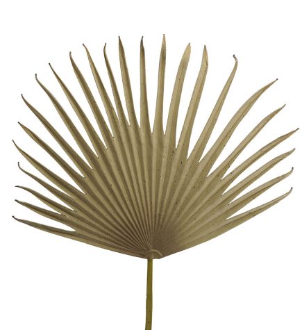 Dried Fan Palm Stem 79cm
