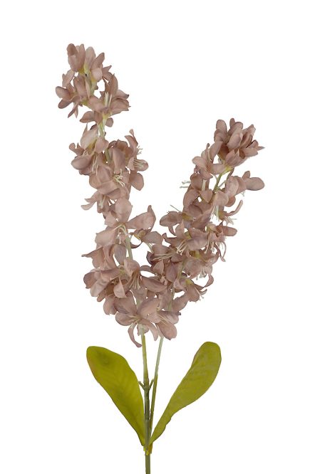 Dried Stock Stem 100cm