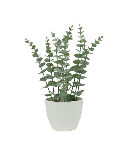 Potted Eucalyptus