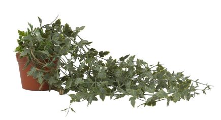 Hanging Holly Bush