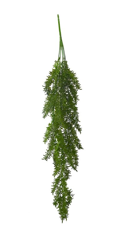 String of Banana Hanging Bush