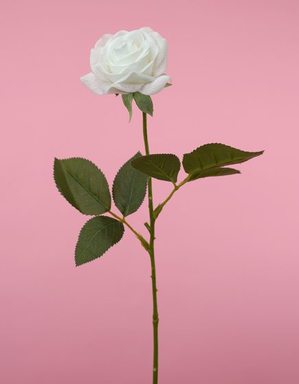 RT Roses Stem DIA 9cm