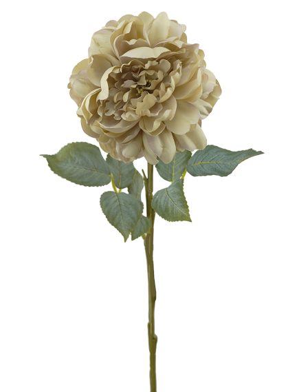 Peony Stem 60cm