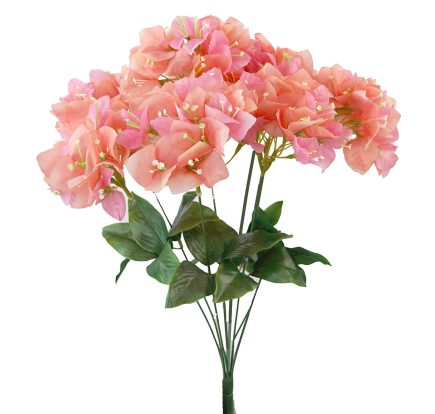 Bougainvillea Bush 50cm