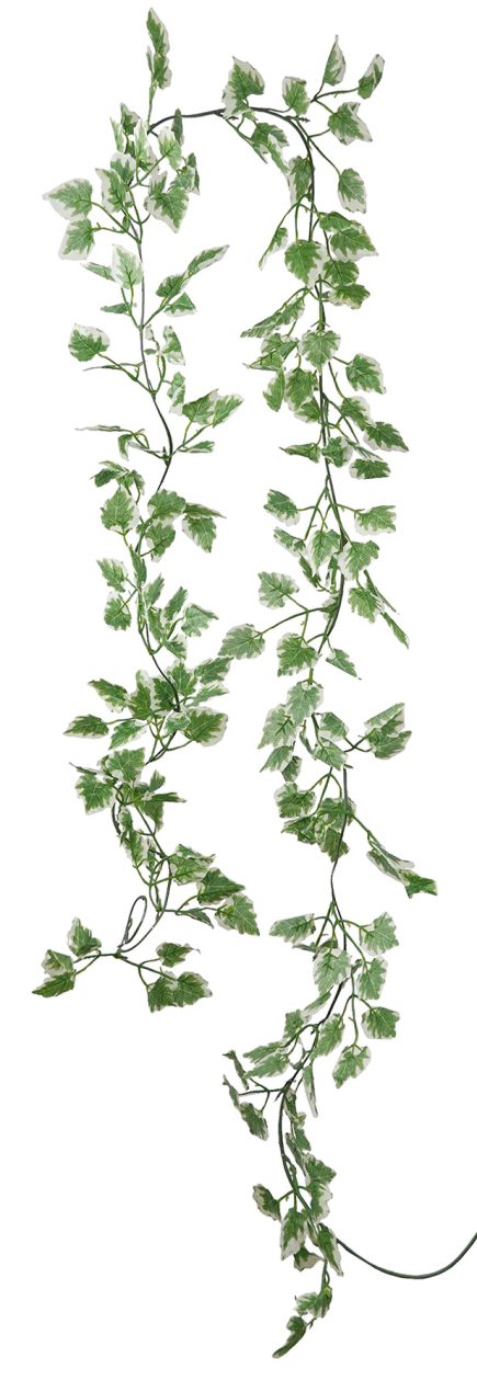 Variegated Pothos Garland 200c