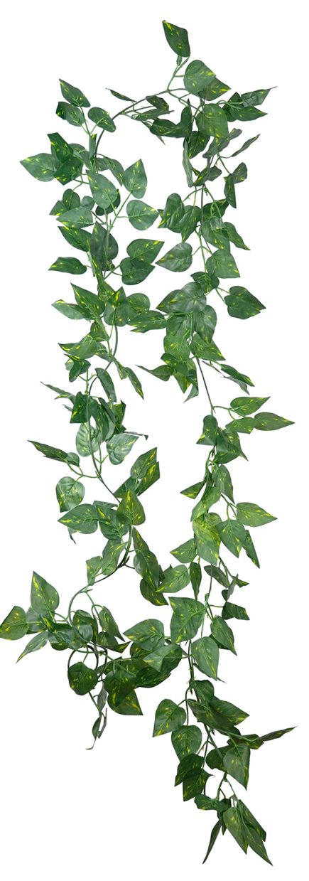 Pothos Graland 200cm
