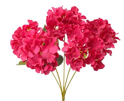 5H Hydrangea Bush 45cm