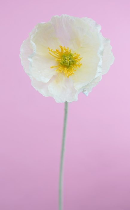 Poppy Stem 58cm