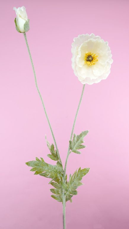 Iceland Poppy 108cm