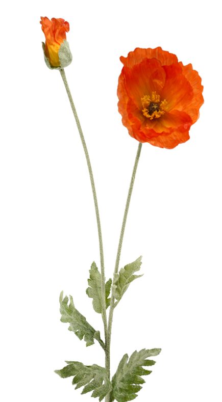 Iceland Poppy 108cm