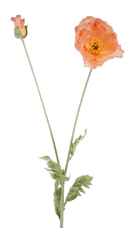 Iceland Poppy 108cm
