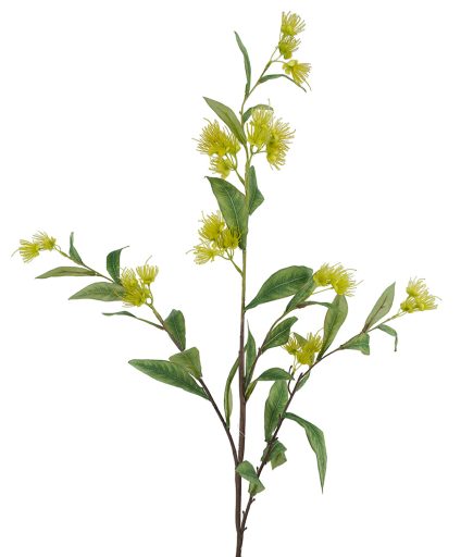 Golden Blossom 110cm