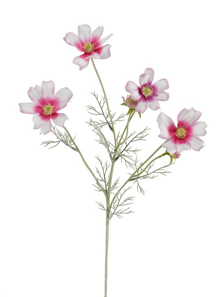 Cosmos Spray 60cm