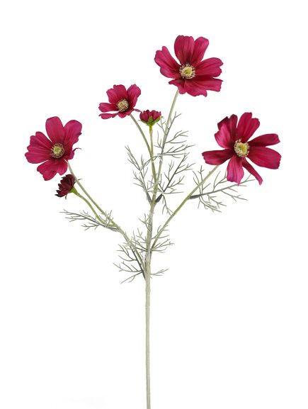 Cosmos Spray 60cm