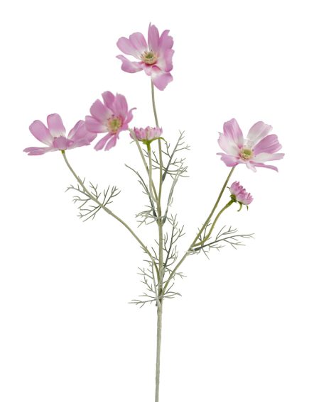 Cosmos Spray 60cm