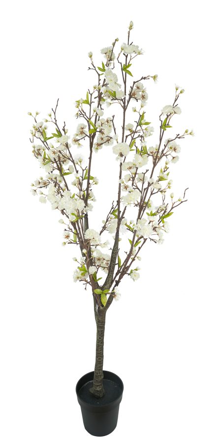 Potted Cherry Blossom 160cm