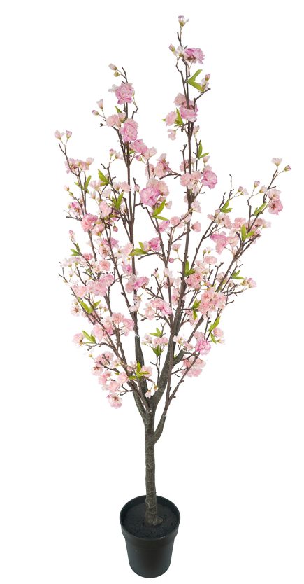 Potted Cherry Blossom 160cm