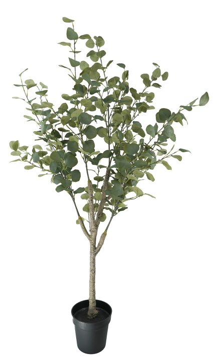 Potted Eucalyptus Tree 160cm