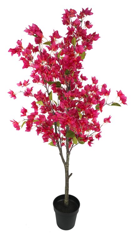 Potted Bougainvillea 160cm