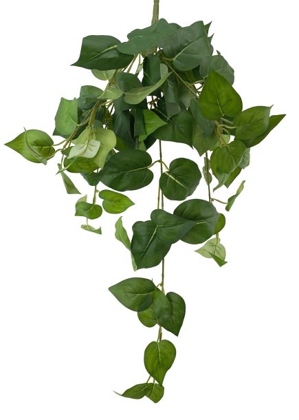 Dill Hanging Bush 60cm