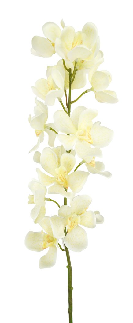 16H Vanda Orchids 80cm