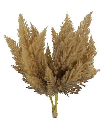 Pampas Bouquet 36cm