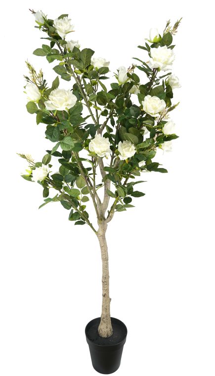 Potted Rose Tree 182cm